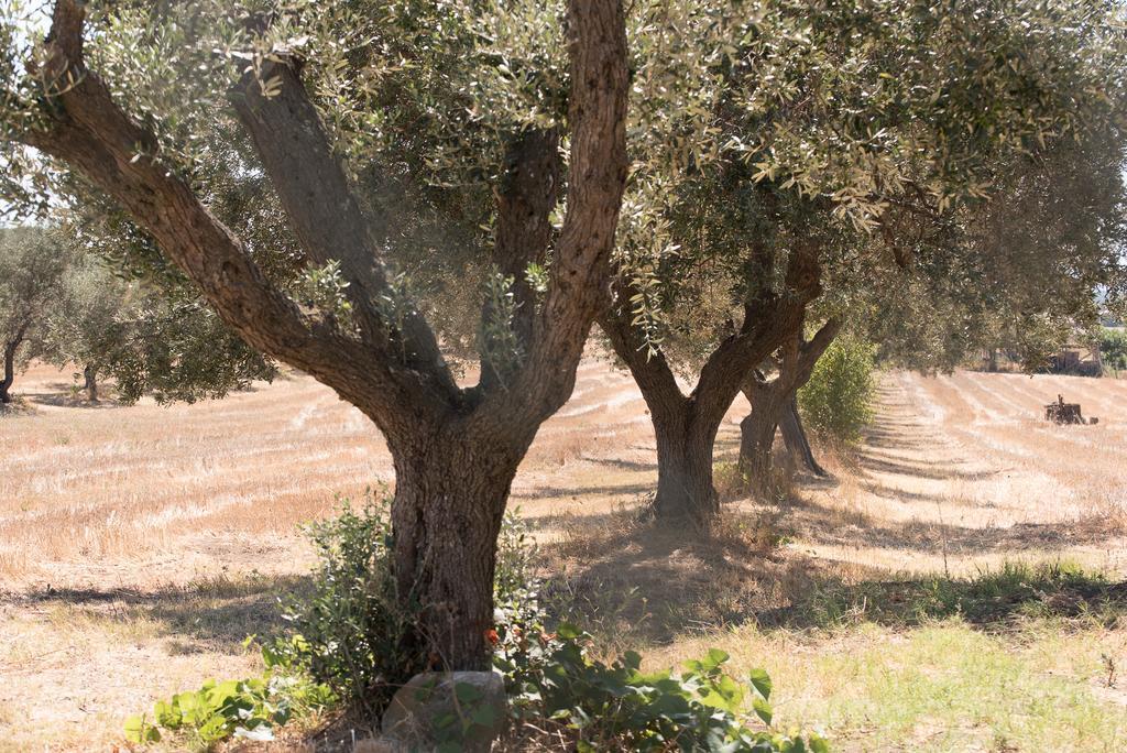 Agriturismo Casale San Benedetto 세리 외부 사진